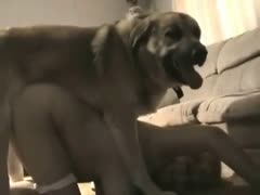 Tender never previous to seen bodacious cougar face down as she's knotted in by her hung pet